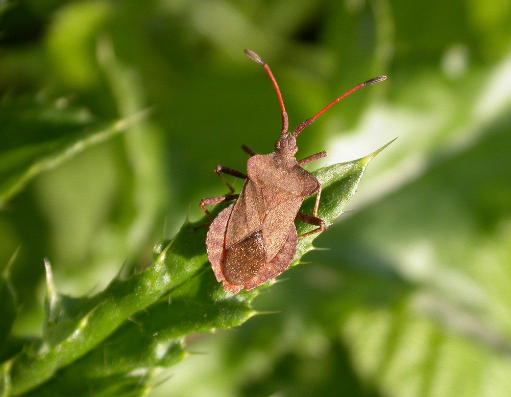 Dock Bug Copyright: Malcolm Riddler