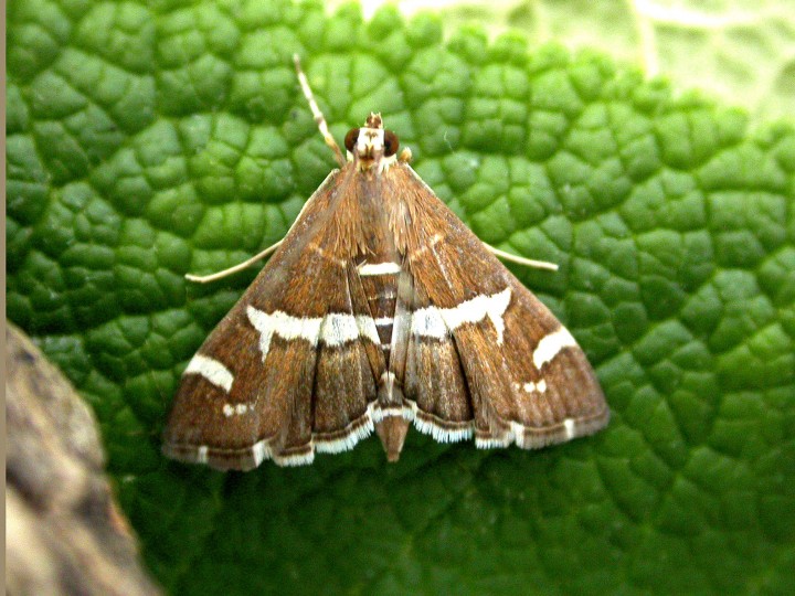 Spolandia (hymenia) recurvalis Copyright: Robin Barfoot