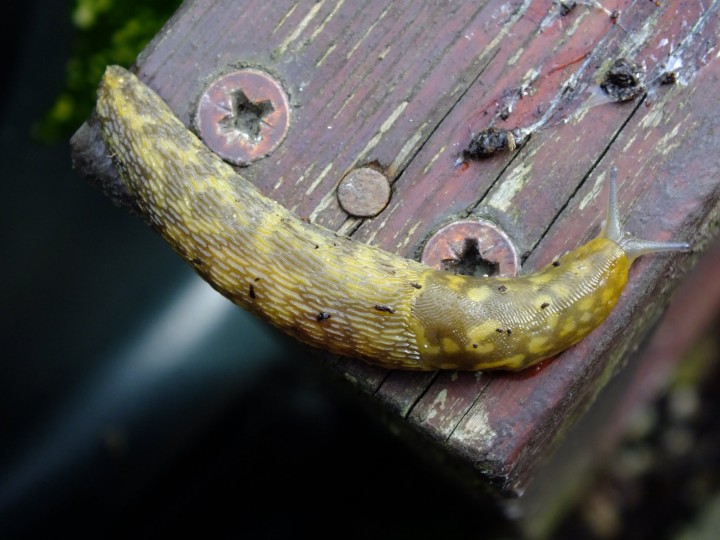 Irish Yellow Slug Copyright: Peter Pearson
