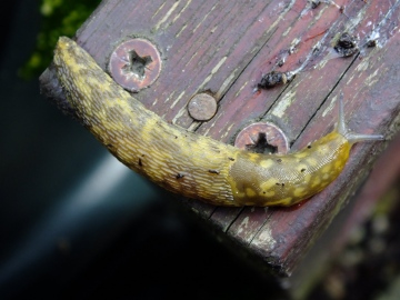 Irish Yellow Slug Copyright: Peter Pearson