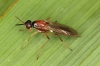 Loxocera albiseta female1