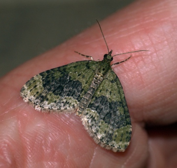 Yellow-barred Brindle Copyright: Ben Sale