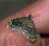 Yellow-barred Brindle Copyright: Ben Sale