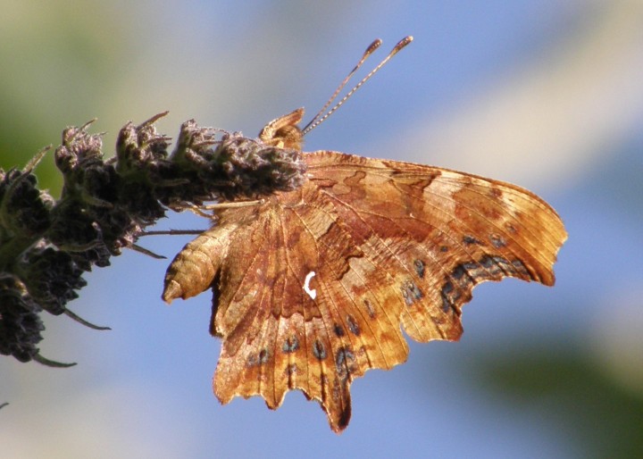 Comma butterfly Copyright: Sue Grayston