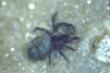 Pseudeuophrys obsoleta 