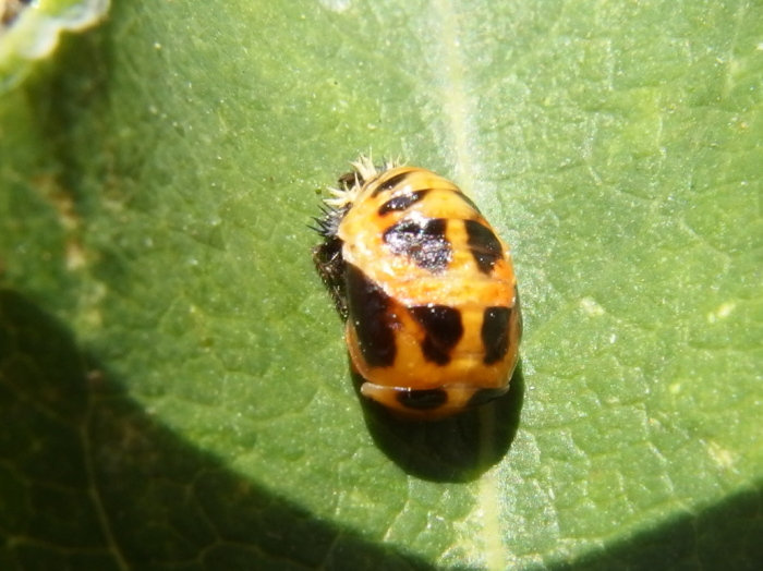 UID Ladybird 3 Copyright: Richard Bigg