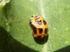UID Ladybird 3 