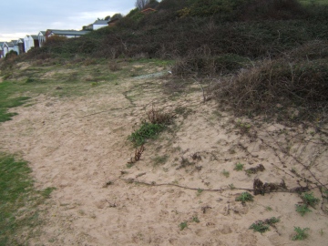 Snail site photograph Copyright: Peter Pearson