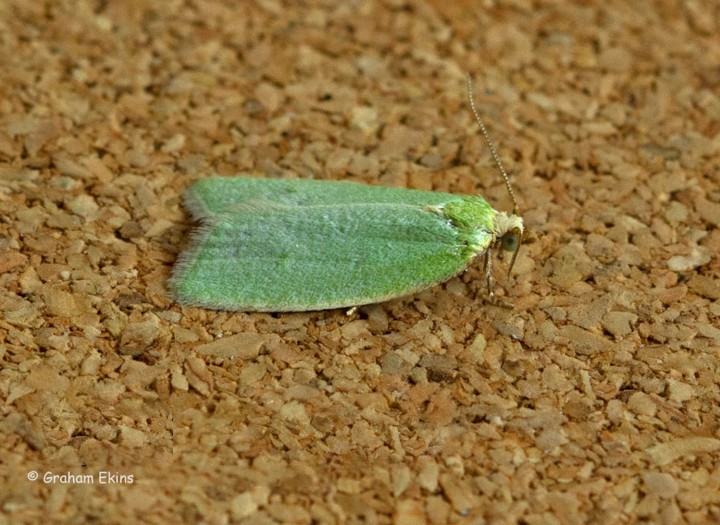 Tortrix viridana 2 Copyright: Graham Ekins