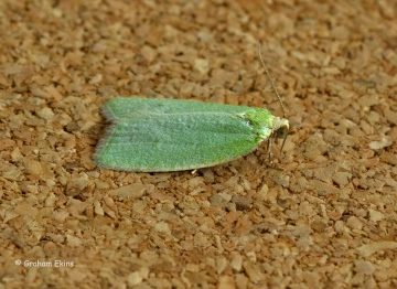 Tortrix viridana 2 Copyright: Graham Ekins