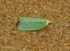 Tortrix viridana 2 Copyright: Graham Ekins