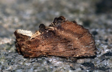 Coxcomb Prominent 3 Copyright: Ben Sale