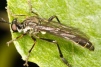 Dioctria baumhaueri 