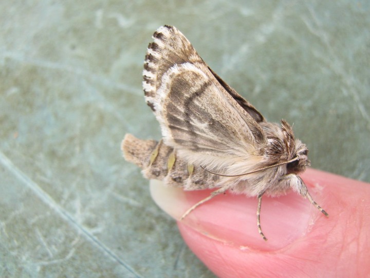 wing test Copyright: Kim Prowse