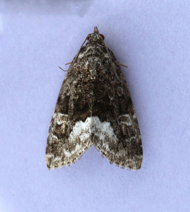 Marbled White-spot Copyright: Graham Ekins