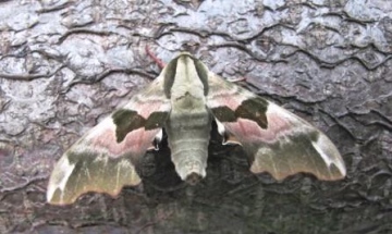 Lime Hawk Moth Copyright: Graham Smith