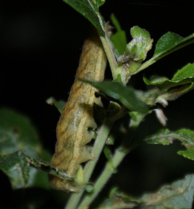 night-feeding on Sallow Copyright: Robert Smith