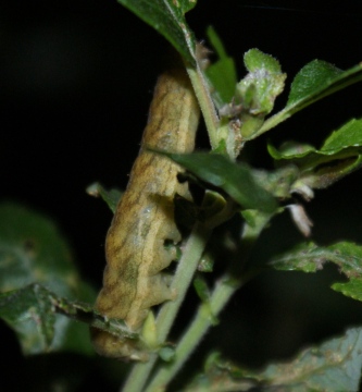 night-feeding on Sallow Copyright: Robert Smith