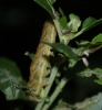 night-feeding on Sallow Copyright: Robert Smith