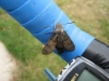 Hummingbird Hawkmoth 2 Copyright: Stephen Rolls