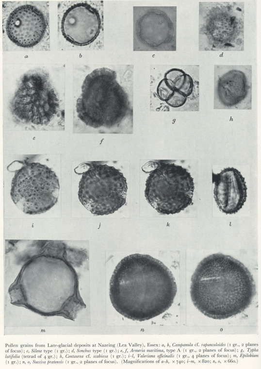 Pollen Grains 2  Nazeing Late Glacial Copyright: H Godwin 1956