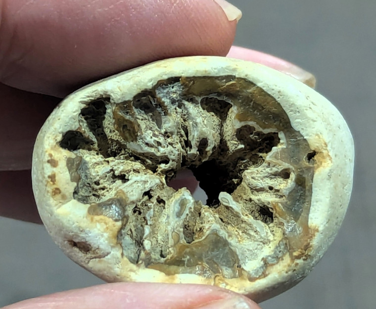 Siphonia sp sponge in rolled flint beach pebble Copyright: William George
