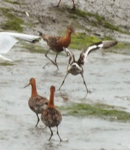 Black-tailed Godwits summer plumage Copyright: Peter Pearson