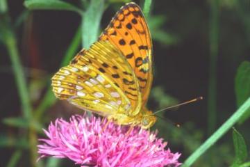 Argynnis adippe Copyright: Peter Harvey