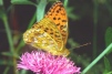 Argynnis adippe 