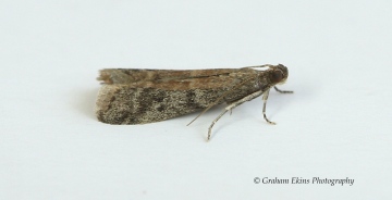 Ephestia woodiella 2 GD Copyright: Graham Ekins