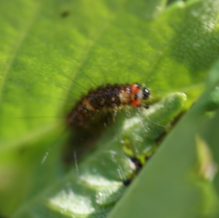 O antiqua early instar Copyright: Robert Smith