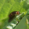 O antiqua early instar Copyright: Robert Smith