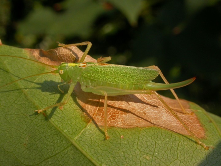 Meconema thalassinum  (Oak Bush Cricket) Copyright: Graham Ekins