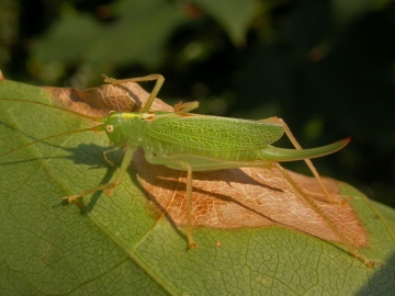 Meconema thalassinum  (Oak Bush Cricket) Copyright: Graham Ekins