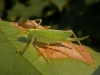 Meconema thalassinum  (Oak Bush Cricket) Copyright: Graham Ekins