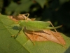 Meconema thalassinum  (Oak Bush Cricket)