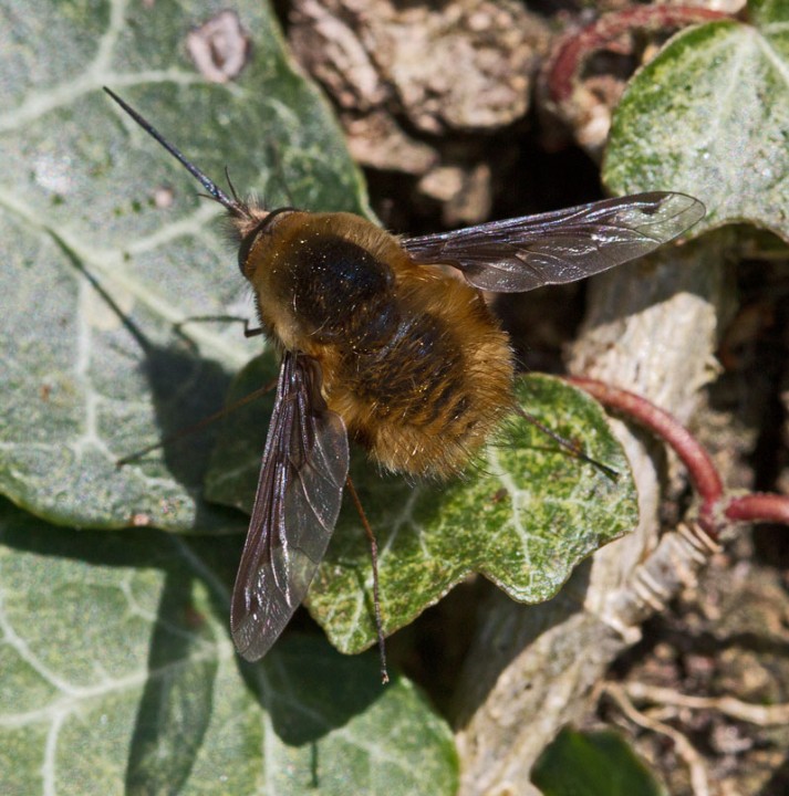 Bombylius major March 2012 Copyright: Graham Ekins