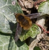 Bombylius major March 2012