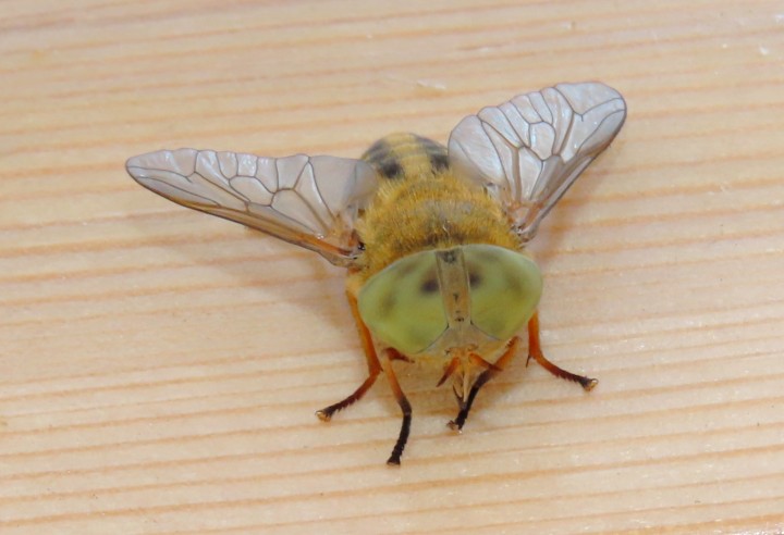 Saltmarsh Horsefly Atylotus latistriatus Copyright: Chris Gibson