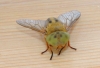 Saltmarsh Horsefly Atylotus latistriatus