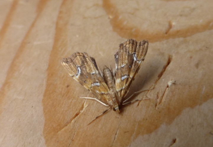 Musotima nitidalis. Copyright: Stephen Rolls