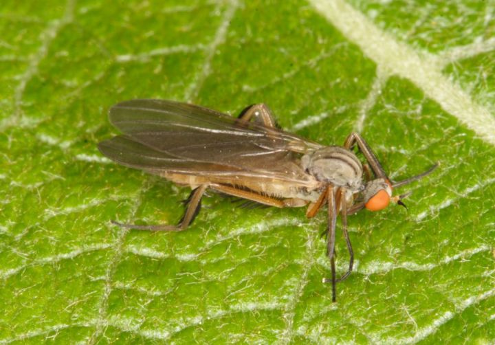 Rhamphomyia barbata Copyright: Peter Harvey