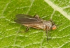 Rhamphomyia barbata