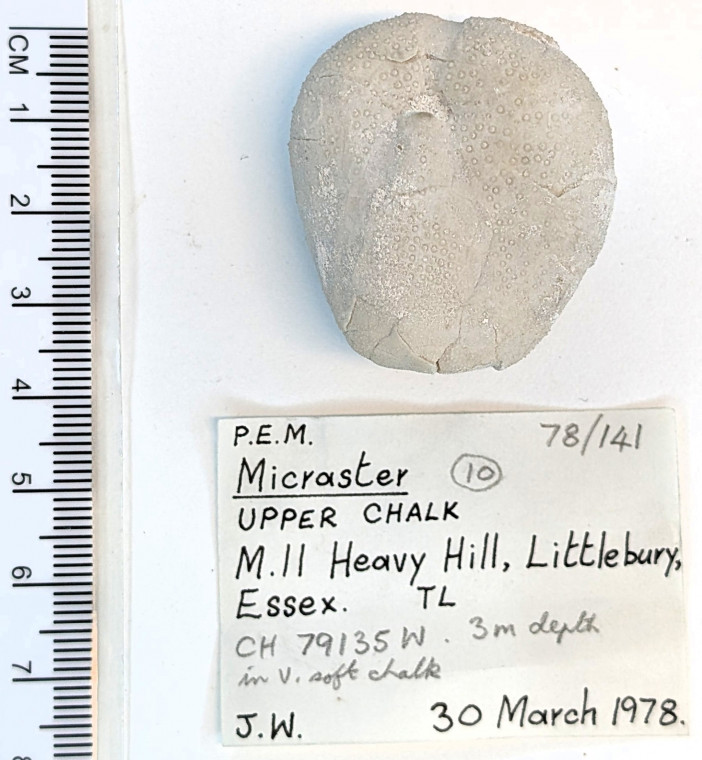 Echinoid Micraster sp Littlebury Heavy Hill M11 1978 base Copyright: Essex Field Club