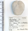 Echinoid Micraster sp Littlebury Heavy Hill M11 1978 base