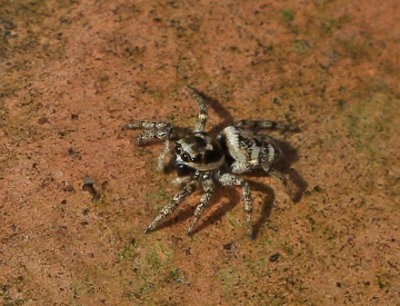 Salticus scenicus 3 Copyright: Graham Ekins