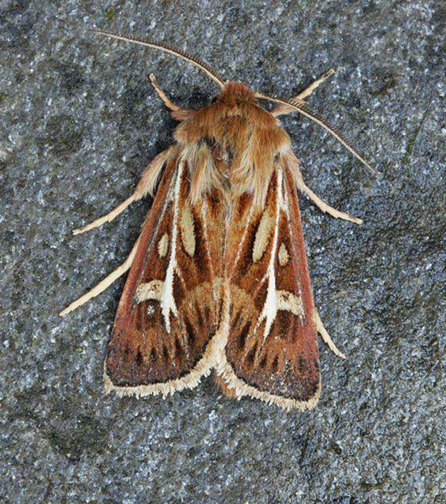 Antler Moth  Cerapteryx graminis Copyright: Graham Ekins