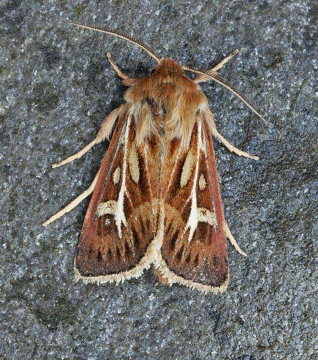 Antler Moth  Cerapteryx graminis Copyright: Graham Ekins