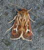 Antler Moth  Cerapteryx graminis Copyright: Graham Ekins