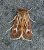 Antler Moth  Cerapteryx graminis Copyright: Graham Ekins